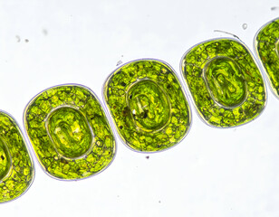 Obraz premium Microscopic View Of Green Algae Filaments