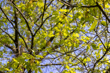 Fototapeta premium green new oak foliage in sunny weather, part of an oak tree with new foliage