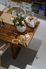Ginger Cat Sitting on the Edge of a Table, Next to a Vase of Fruit and a Vase of Flowers