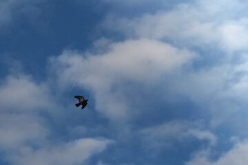 The silhouette of a dark bird flying toward the light against a backdrop of sky and clouds symbolizes the pursuit of freedom and hope for a better future.