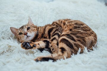 Bengal kitty cat laying on the white fury blanket indoors
