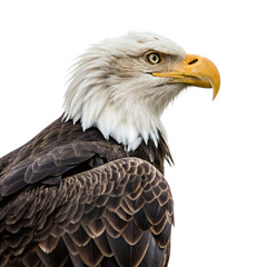 Obraz premium Transparent Bald Eagle Isolated on White Background