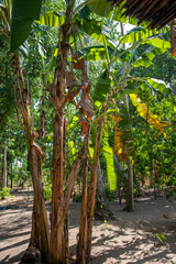 Palmy bananowe na plantacji  © Kamil_k2p
