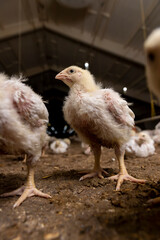 a poultry farm where meat breeds of broiler chickens are grown for industrial meat production, view from below