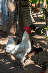 biały kogut (gallus domesticus) dumnie wyprostowany pomiędzy kurami domowymi w wiejskiej zagrodzie © Kamil_k2p