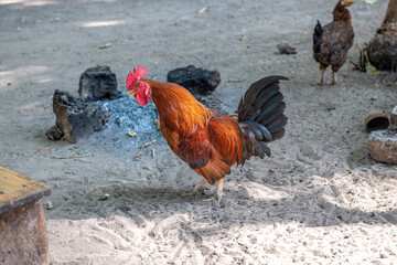 brązowy kogut (gallus domesticus) głośno pieje 