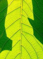 Obraz premium Vivid Leaf Macro: Bright Green Veins on a Close-up Plant Leaf