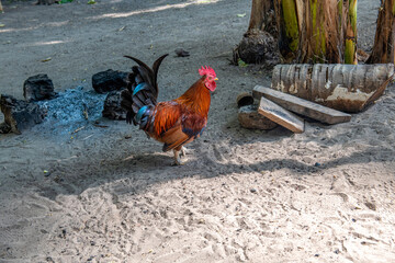 piękny brązowy kogut (gallus domesticus) z kolorowymi [piórami spacerujący po zagrodzie © Kamil_k2p
