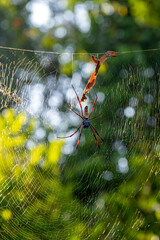 Nephila clavipes – gatunek pająka z rodziny prządkowatych (Nephilidae). czekający na uplecionej pajęczynie © Kamil_k2p