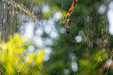 Nephila clavipes – gatunek pająka z rodziny prządkowatych (Nephilidae). Występuje w lasach tropikalnych. Cechą charakterystyczną pająków z rodzaju Nephila jest budowa dużych sieci łownych © Kamil_k2p