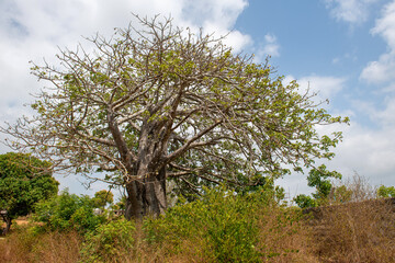 baobab rosnący pośród niskich krzewów