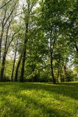 Fototapeta premium grass and trees with foliage in the summer, landscape with deciduous trees