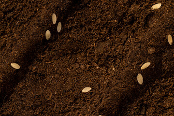 a plot of land mixed with peat in which cucumber seeds are planted close up
