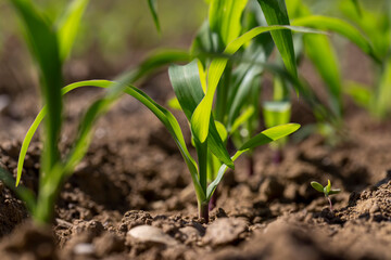 monocultural field with fresh corn sprouts in fertile soil with fertilizers, close up