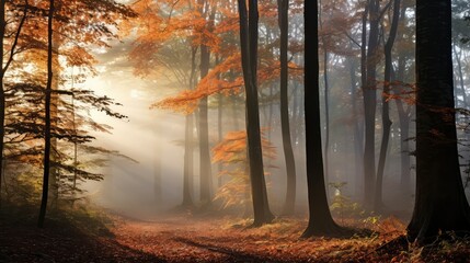 photograph autum trees