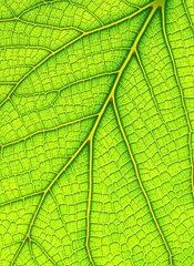 High-Resolution Vein Close-Up of Leaf Against Gray Backdrop