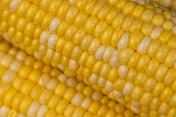 corn for cooking with juicy yellow grains wet in drops of water