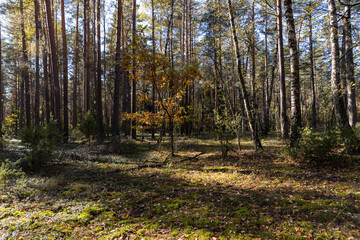 Obraz premium Indian summer in the forest in sunny, warm weather, pine forest, landscape photography