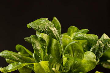 a piece of green spices for cooking, side view