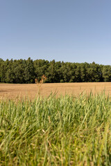 Obraz premium a field with ears of ripe wheat in windy weather, grass and forest