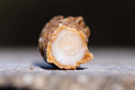 A honey bee larva floating in royal jelly in a queen cell