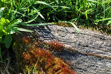 Colorful moss has grown on an old wooden log, next to green grass. Natural texture of wood, moss, and grass in sunlight.