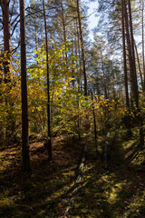 foliage of trees growing wild in the forest in eastern Europe, side view, landscape photography