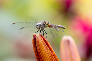 orange dragonfly on an orange flower with a green background