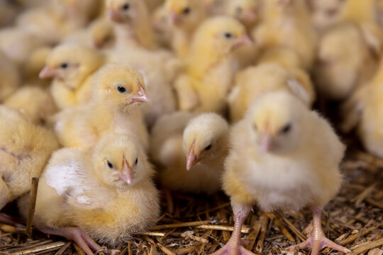 small chickens in fluff at a poultry farm, litter on which broiler chickens live at a large poultry farm