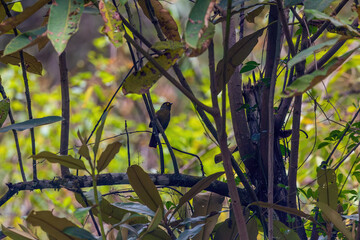 Bugun liocichla (Liocichla bugunorum) at Eaglenest WLS, Arunachal Pradesh, India.