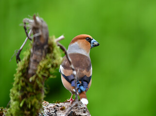 Kernbeisser Männlich