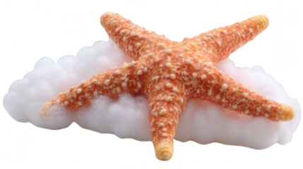 A single orange starfish with white tcles rests on a bed of fluffy white cotton against white background.