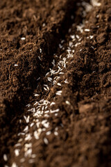 planting lettuce seeds in fertile soil with the addition of peat , a plot of land mixed with peat...
