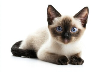 Stunning Siamese cat on pure white background, hyper-detailed and majestic