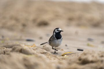 bird on bach blurr background