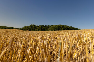 straw and stubble that remained after harvesting cereals in sunny weather