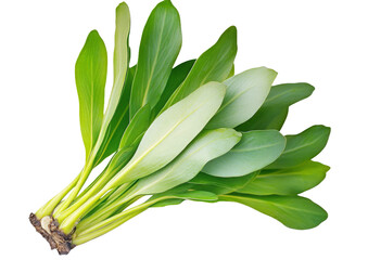 Obraz premium Fresh, vibrant green leaves of a bunch of water spinach, showcasing their smooth texture and healthy appearance, set against a neutral background ideal for culinary use