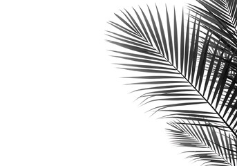 Palm fronds in grayscale on a white background creating a minimalist and tropical aesthetic image effect
