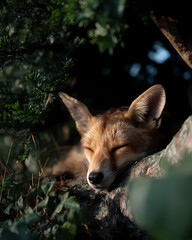 Peaceful Wild Red Fox Sleeping Soundly in the Warm Embrace of Natural Grass and Forest Undergrowth