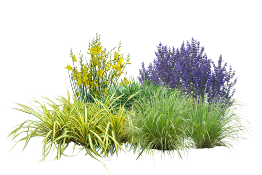 Grasses bushes and small plants with colorful flowers, cut out