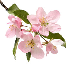 A delicate branch of pink cherry blossoms in full bloom, showcasing vibrant petals and lush green leaves against a soft background, symbolizing spring and renewal