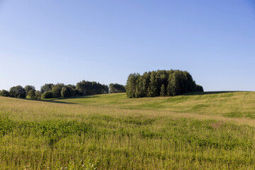 Obraz premium a field with green grass, forest and blue sky in the summer season, landscape photography