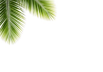 Fototapeta premium A close up view of two vibrant green palm fronds against a stark white background in the upper left corner