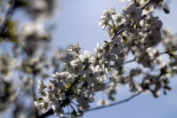 white cherry blossoms in the spring of the year in warm weather closeup