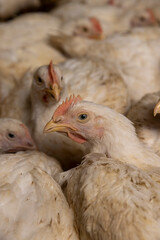 a large number of fat, well-fed poultry chickens in a poultry farm for the production of chicken meat