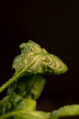 wet fresh green spices spinach for cooking meat and other dishes