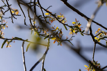 first green walnut foliage in the sunlight in the spring season,  beginning of the  growth of walnut  foliage against the  sky, close-up