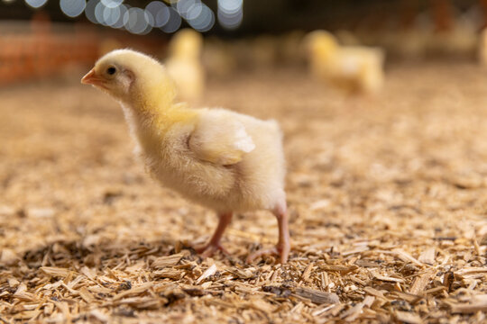 one small chicken in fluff at a poultry farm, sawdust litter on which broiler chickens live at a poultry farm, side view