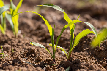 new shoots of young corn in the field are illuminated by sunlight closeup