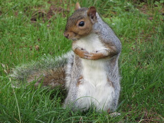 squirrel on the grass